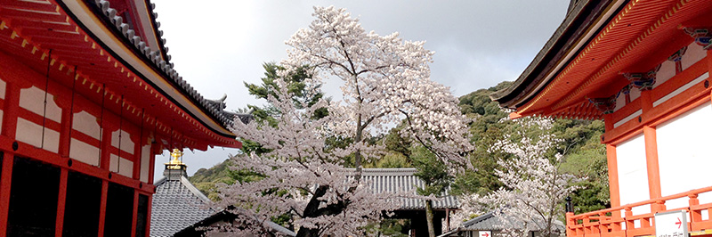 Cherry Blossoms between shines in Kyoto
